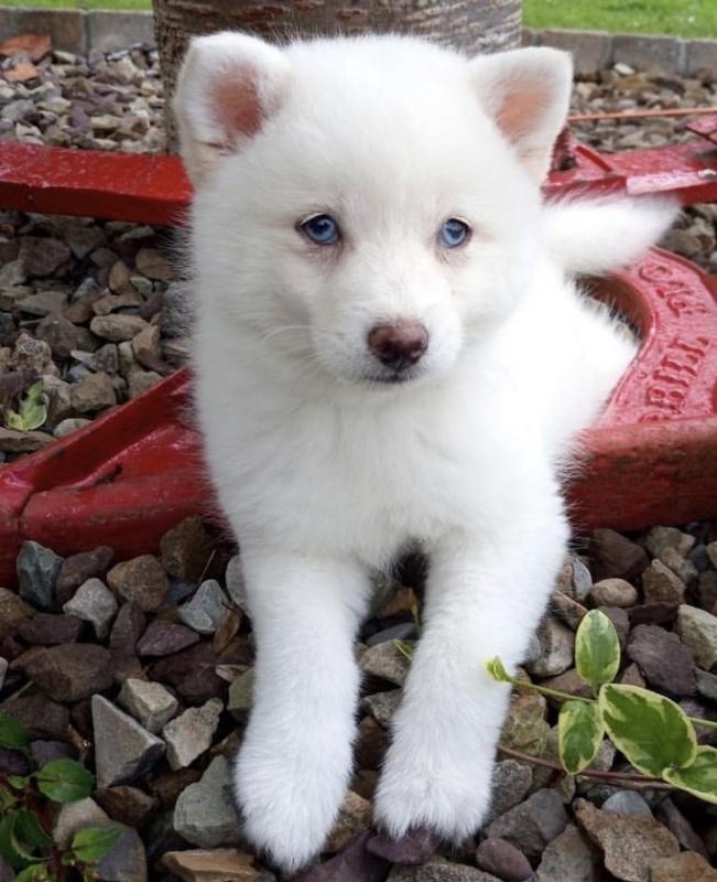 Kind Hearted Pomsky puppies Image eClassifieds4u