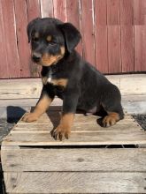 Adorable 1male and 2females Rottweiler Puppies