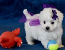 Beautiful and playful Teacup Maltese puppies