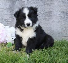 Cute Border Collie puppies.