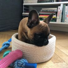 Gorgeous and registered French Bulldog Puppies.