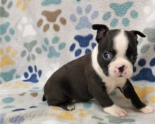 Gorgeous male and female Boston terrier Puppies.