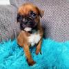 Healthy, adorable Boxer puppies available,