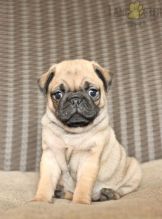 Healthy Pug puppies Image eClassifieds4u