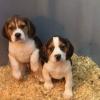 Cute and lovely male and female Beagle puppies, Image eClassifieds4u 2