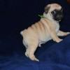 Adorable Pug puppies available,