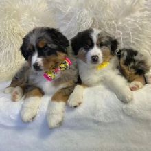 Australian shepherd puppies (thomasjefferson6754@gmail.com)