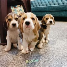 Beautiful Beagle pups (scott85graham@gmail.com)