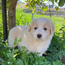 Beautiful Border collie puppies (steves85scott@gmail.com)