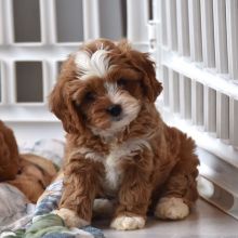 Beautiful cavapoo puppies (grahamscott8510@gmail.com)