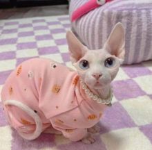 Beautiful sphynx kittens,