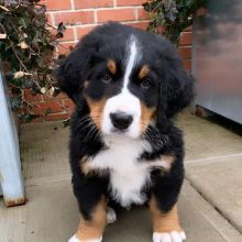 Bernese mountain puppies (lenonfrank8@gmail.com)