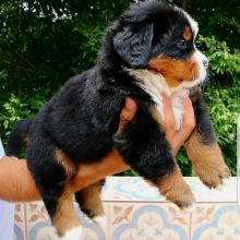 Bernese mountain puppies (lenonfrank8@gmail.com)