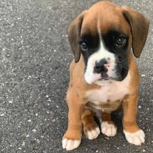 Boxer puppies (scottsteve8413@gmail.com)