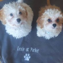 Cavachon puppies (gibbscharles07@gmail.com)