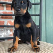 Doberman pincher puppies for adoption (charles76will@gmail.com)