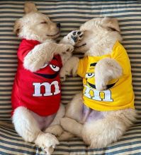 Golden Retriever puppies (curtjane85@gmail.com)