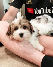 Havanese puppies (tomliam017@gmail.com)