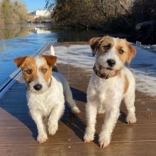 Jack Russel puppies (roybetty699@gmail.com)