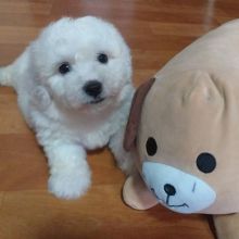 Lovely Bichon Frise puppies (liamsteve8512@gmail.com)