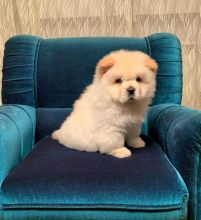 Lovely Chow Chow puppies (liamsteve8523@gmail.com)