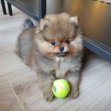 Pomeranian puppies (liam85scott@gmail.com)