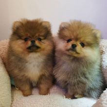 Pomeranian puppies (liam85scott@gmail.com)