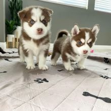 Pomsky puppies (annalilly863@gmail.com)