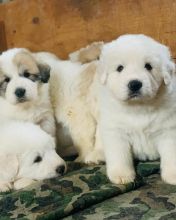 Pyrenees puppies (alexbethany8@gmail.com)