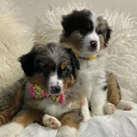 Australian shepherd puppies (thomasjefferson6754@gmail.com) Image eClassifieds4u