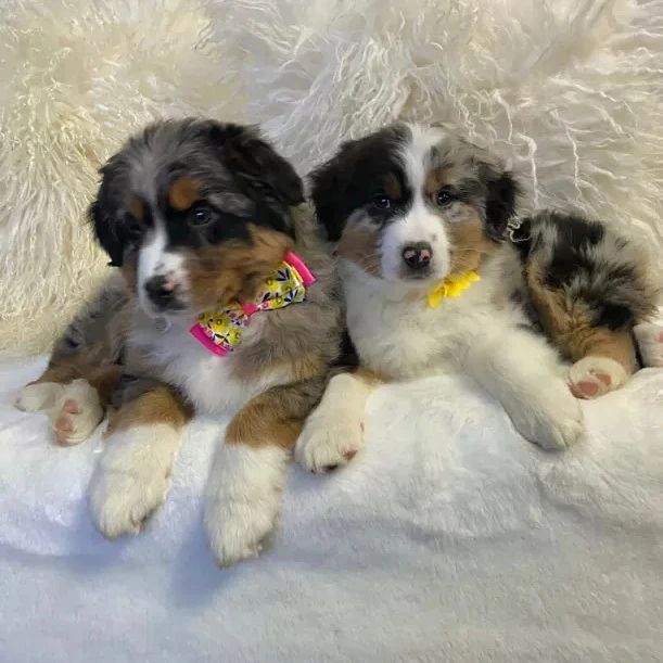 Australian shepherd puppies (thomasjefferson6754@gmail.com) Image eClassifieds4u