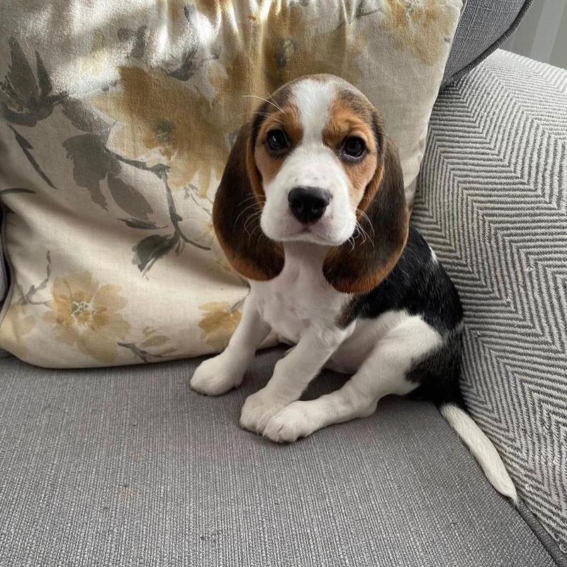Beautiful Beagle pups (scott85graham@gmail.com) Image eClassifieds4u