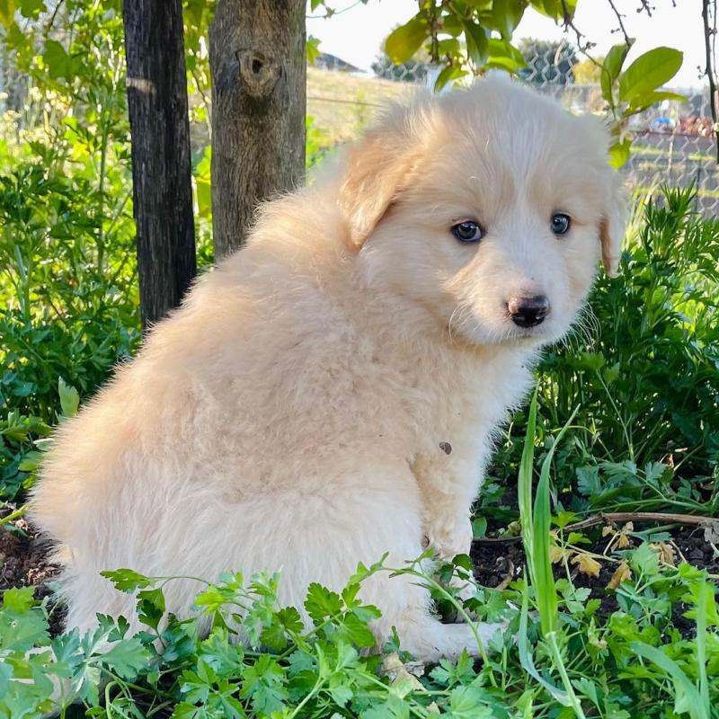 Beautiful Border collie puppies (steves85scott@gmail.com) Image eClassifieds4u