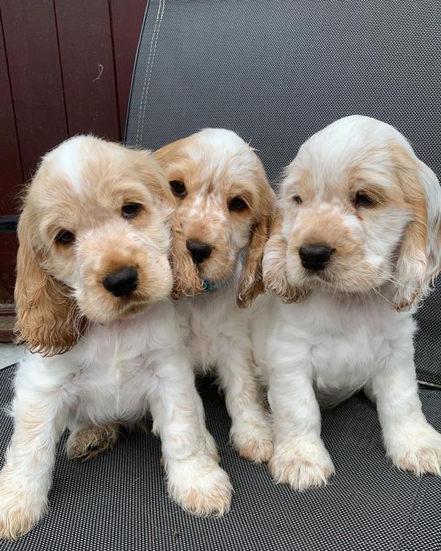 Beautiful Coker Spaniels (sandraawah85@gmail.com) Image eClassifieds4u