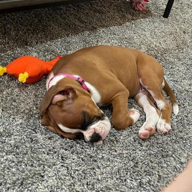 Boxer puppies (scottsteve8413@gmail.com) Image eClassifieds4u