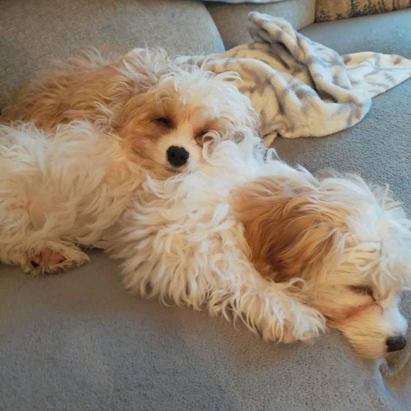 Cavachon puppies (gibbscharles07@gmail.com) Image eClassifieds4u