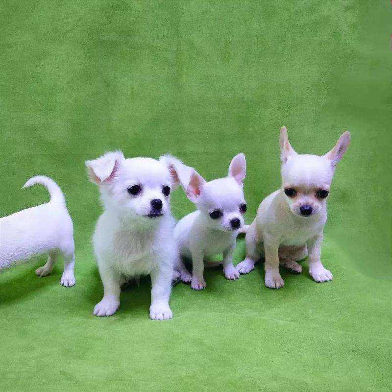 Chihuahua puppies (smith85scott@gmail.com) Image eClassifieds4u