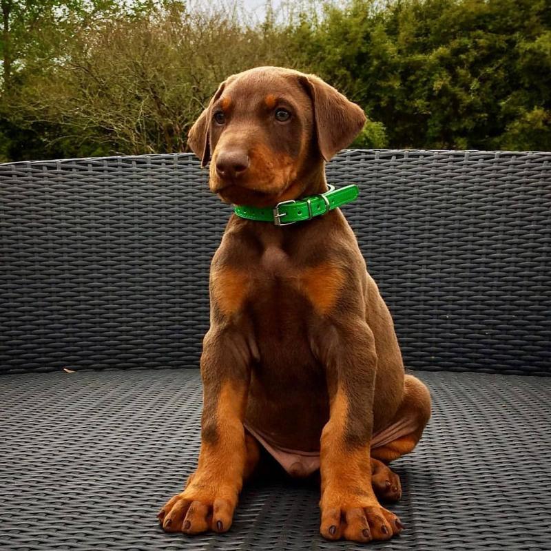 Doberman pincher puppies for adoption (charles76will@gmail.com) Image eClassifieds4u