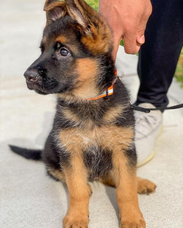 German shepherd puppies (smith85liam@gmail.com) Image eClassifieds4u