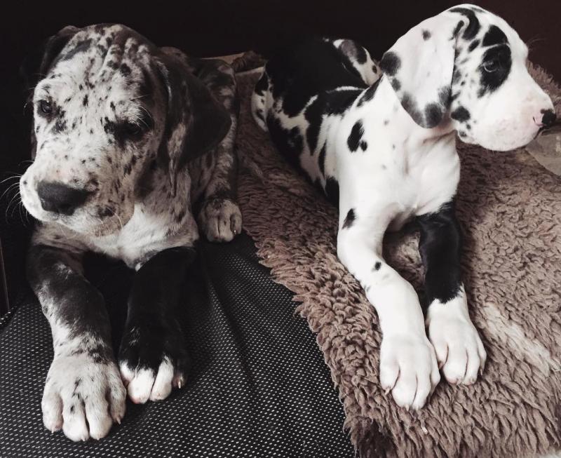Greatdane puppies (williamscurtz39@gmail.com) Image eClassifieds4u