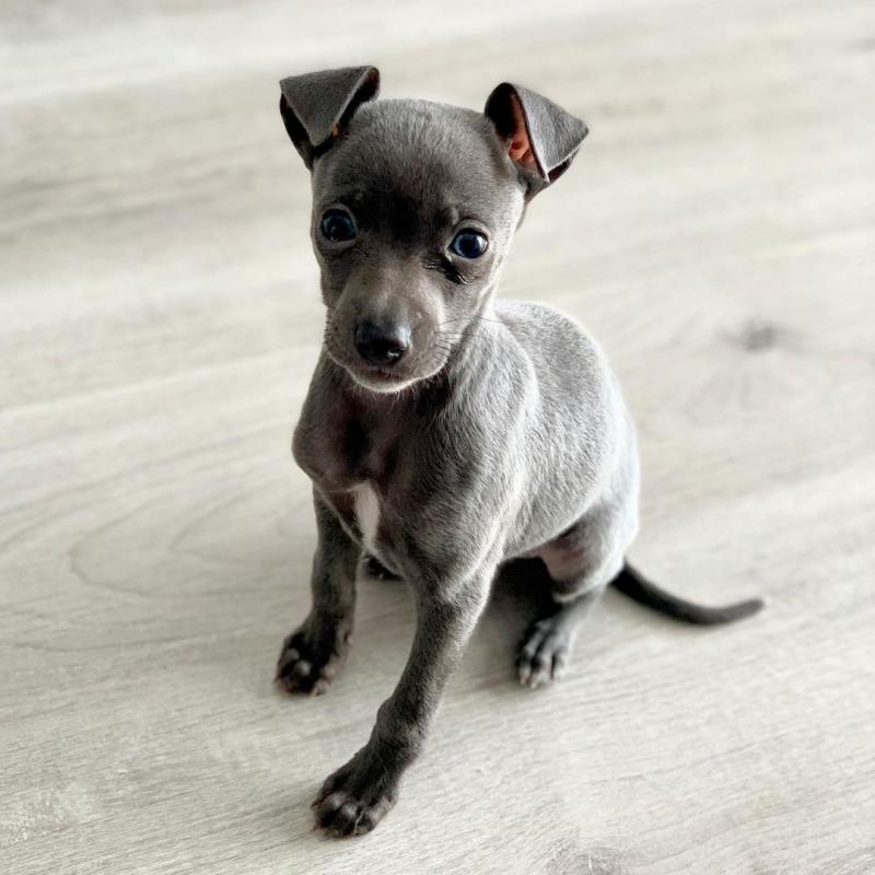 Italian Greyhound (toms81693@gmail.com) Image eClassifieds4u