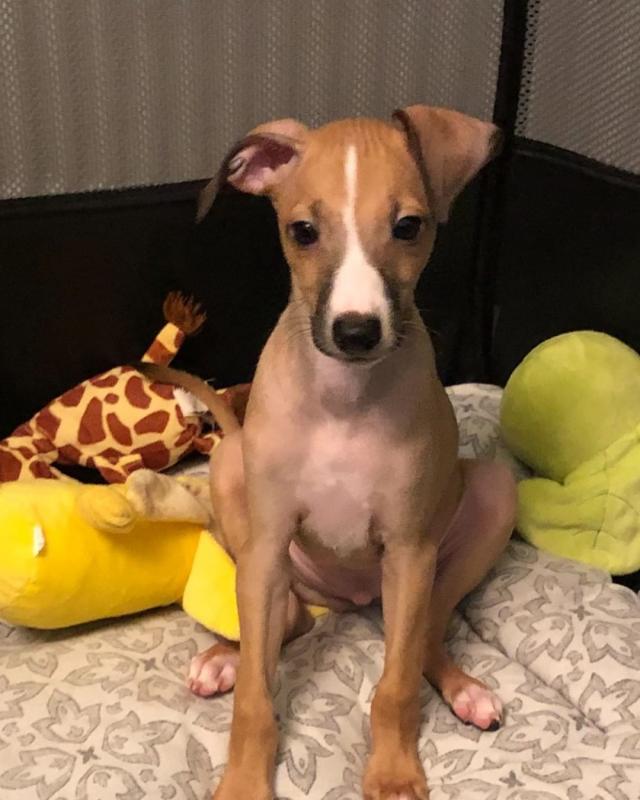 Italian Greyhound (toms81693@gmail.com) Image eClassifieds4u