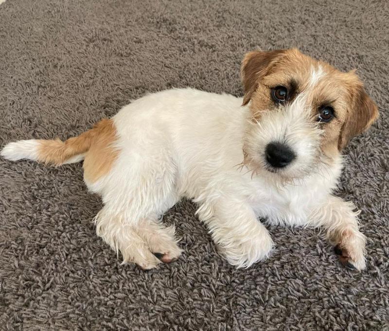 Jack Russel puppies (roybetty699@gmail.com) Image eClassifieds4u