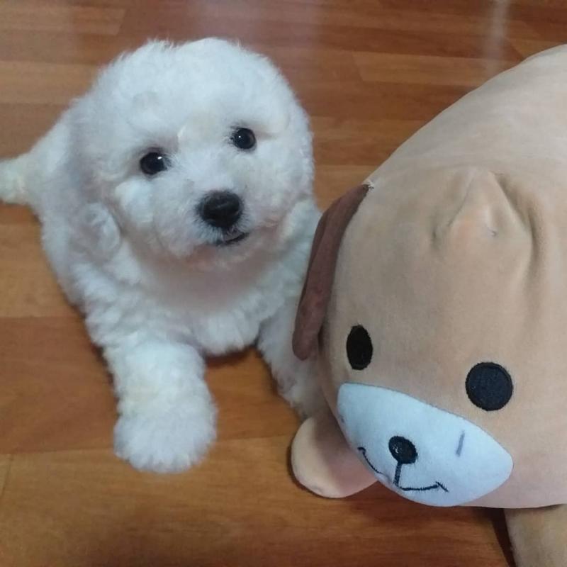 Lovely Bichon Frise puppies (liamsteve8512@gmail.com) Image eClassifieds4u