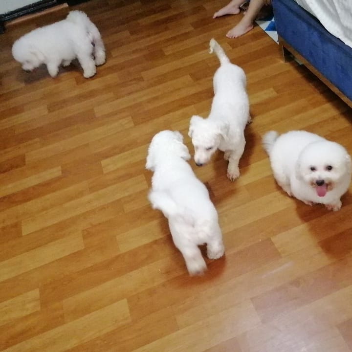 Lovely Bichon Frise puppies (liamsteve8512@gmail.com) Image eClassifieds4u