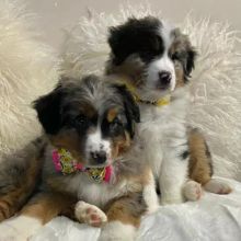 Australian shepherd puppies (thomasjefferson6754@gmail.com) Image eClassifieds4u 2