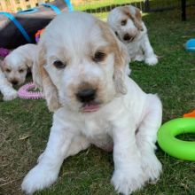 Beautiful Coker Spaniels (sandraawah85@gmail.com) Image eClassifieds4u 2
