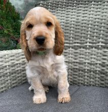 Beautiful Coker Spaniels (sandraawah85@gmail.com) Image eClassifieds4u 1