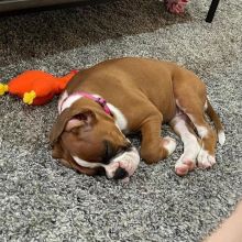 Boxer puppies (scottsteve8413@gmail.com) Image eClassifieds4u 3