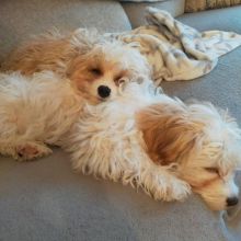 Cavachon puppies (gibbscharles07@gmail.com) Image eClassifieds4u 2